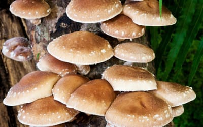 Shiitake - Dübel