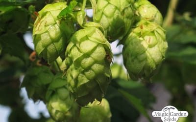 Hopfen