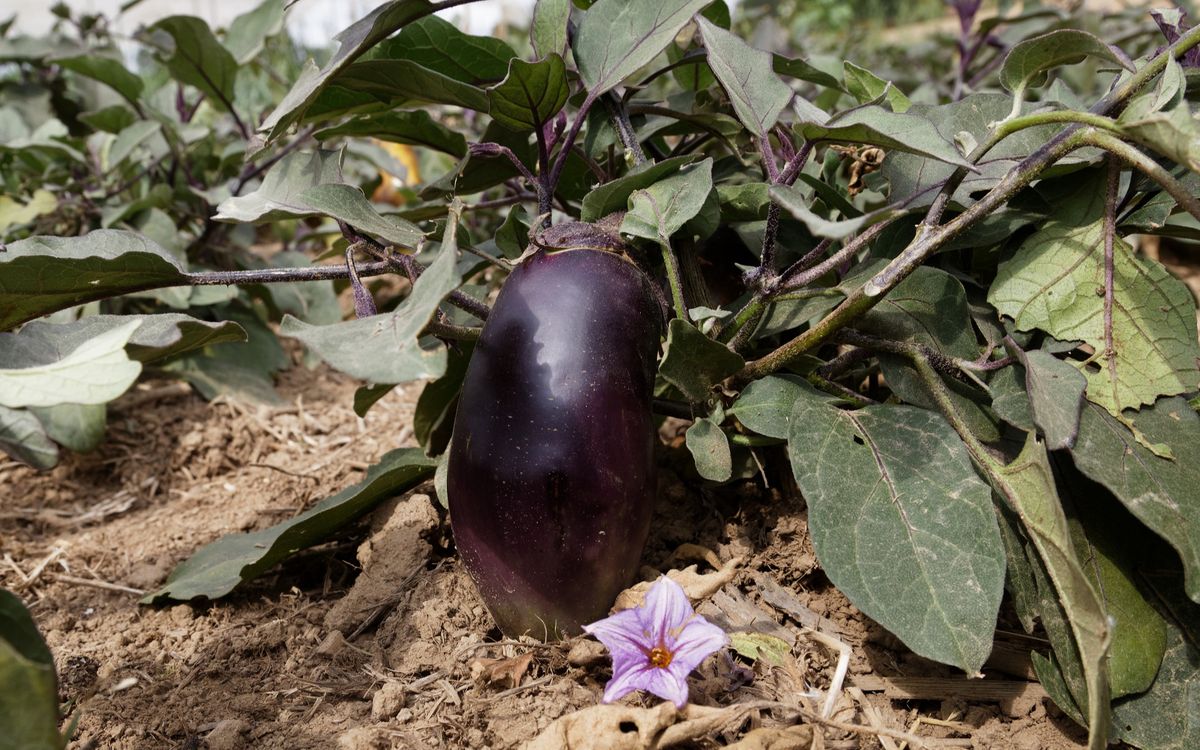 (Benary´s) Blaukönigin