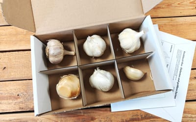 Knoblauch Box - Große Sorten