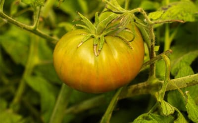 Aunt Ruby’s German Green