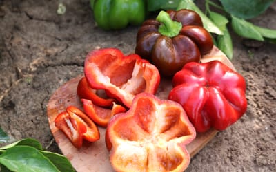 Paprika Shirina