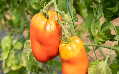 Tomate Opalka
