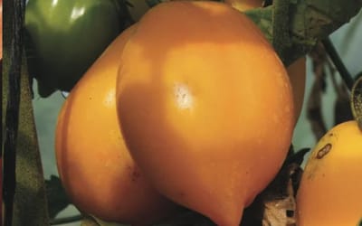 Tomate Russian Lemon