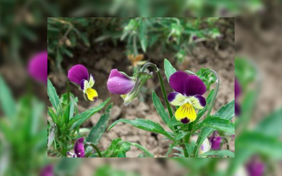 Kleinblütiges Stiefmütterchen