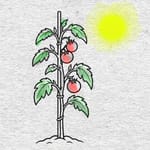 Freilandtomaten