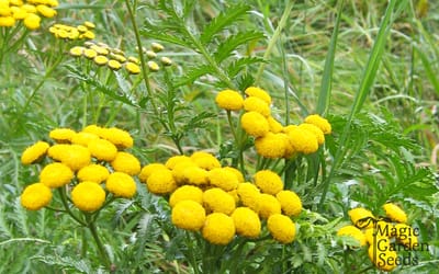 Rainfarn