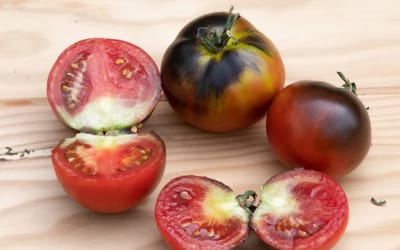 Tomate Chestnut Chocolate