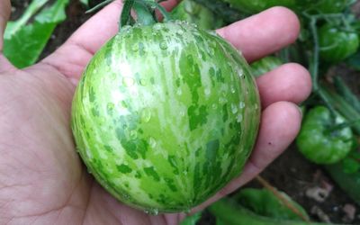Green Zebra