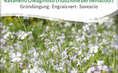 Ölrettich (nematodenreduzierung)