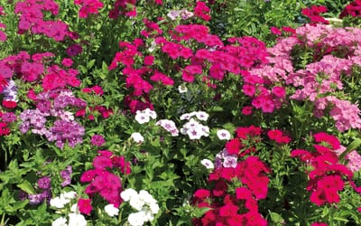 Phlox de Drummond