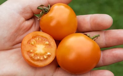 Buschtomate Ida Gold