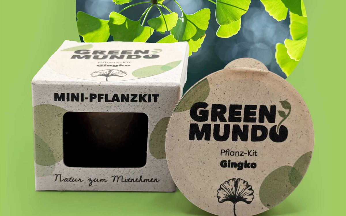 Pflanz-Kit Ginkgo-Baum