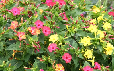 Wunderblume