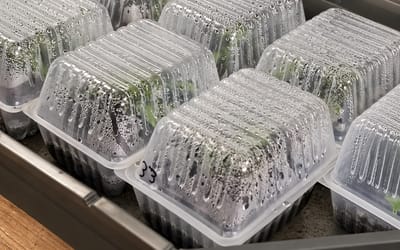 Anzuchtschalen  10er Set