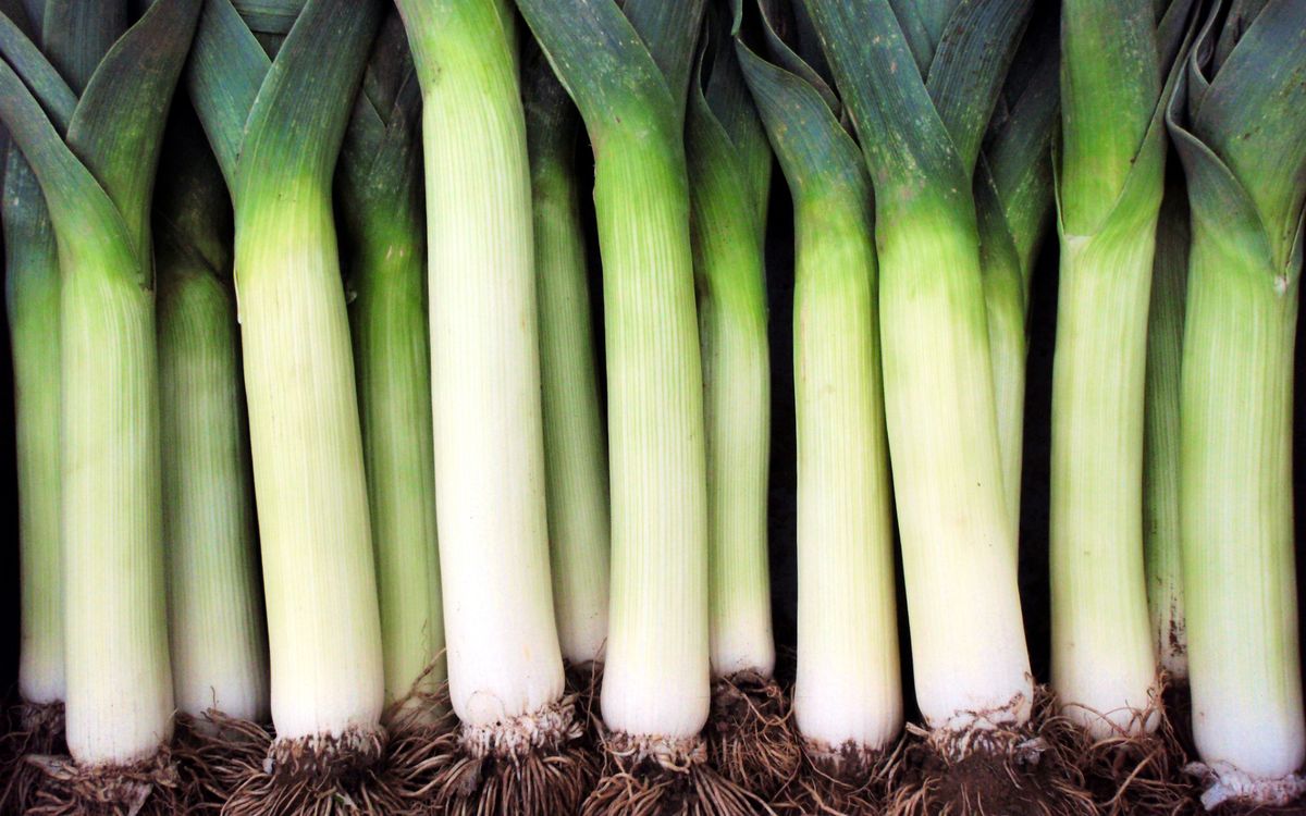 Herbstriesen 2