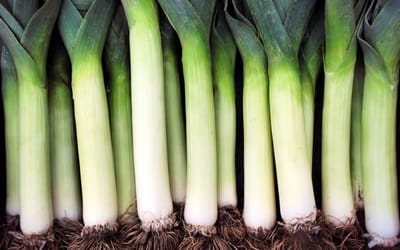 Herbstriesen 2