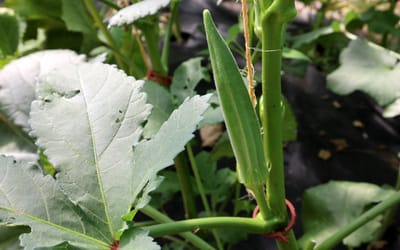 Okra