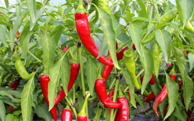 Cariño Caliente