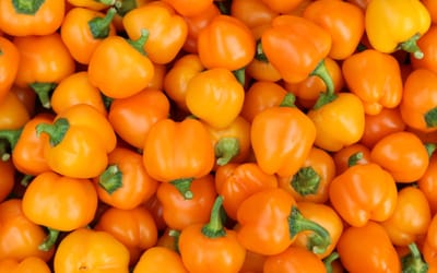 Paprika Sweet Julie