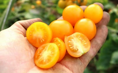 Cocktailtomate Su-9004