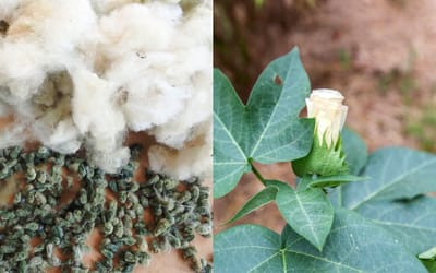 Baumwolle Erlene's Green