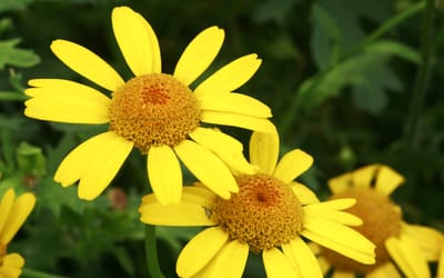 Saatwucherblume
