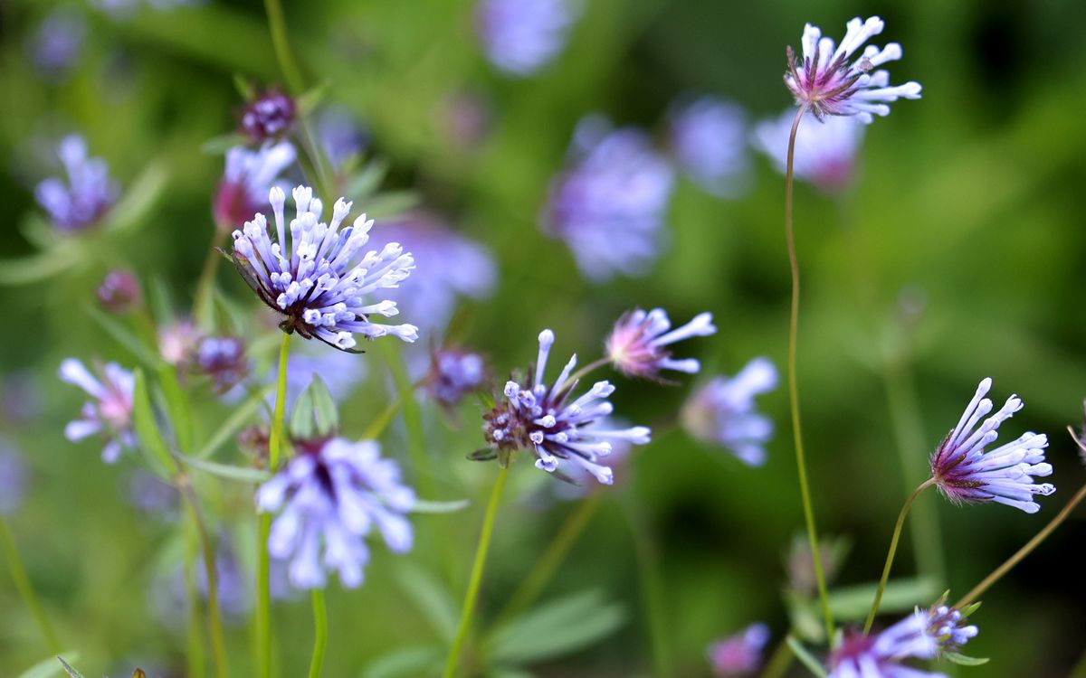 Blauer Waldmeister