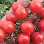Wildtomaten