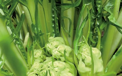 Catalogna Puntarelle di Galatina