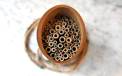 Wildbienen Bambusröhre