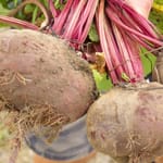 Rote & Farbige Beten