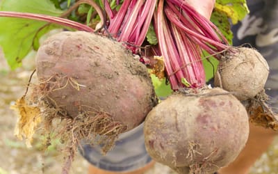 Rote & Farbige Beten