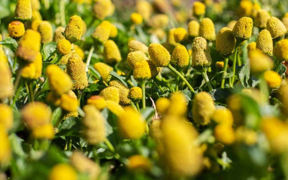 Parakresse Lemon Drops
