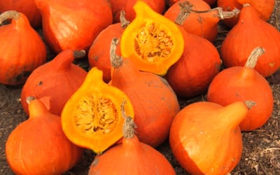 Hokkaido Orange
