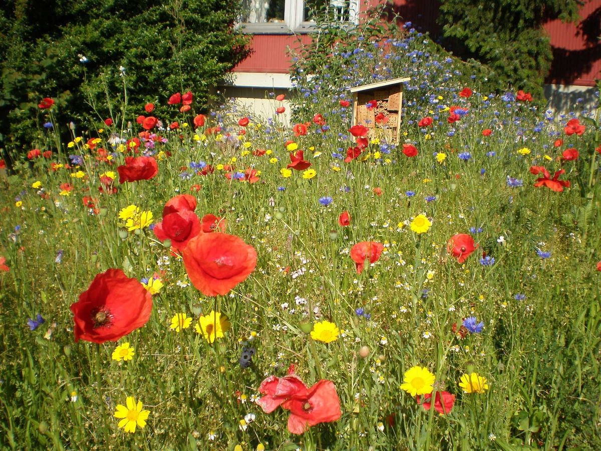 Wildblumen Mischung für Wildbienen