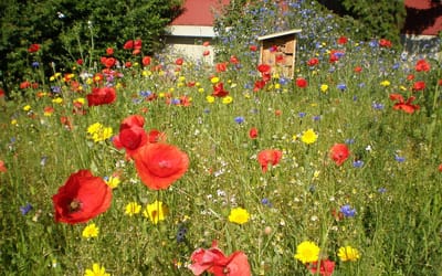 Wildblumen Mischung für Wildbienen