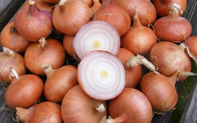 Nürnberger