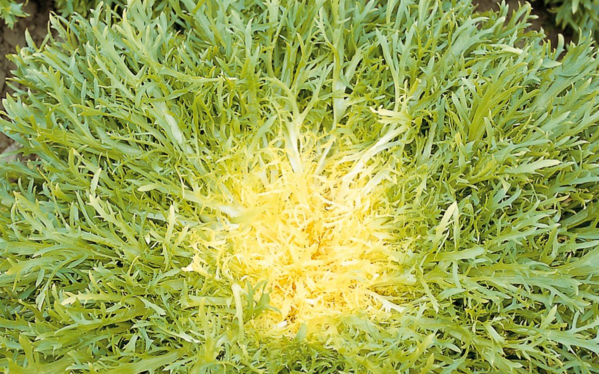 Frisée - Endivie Très fine Maraîchère