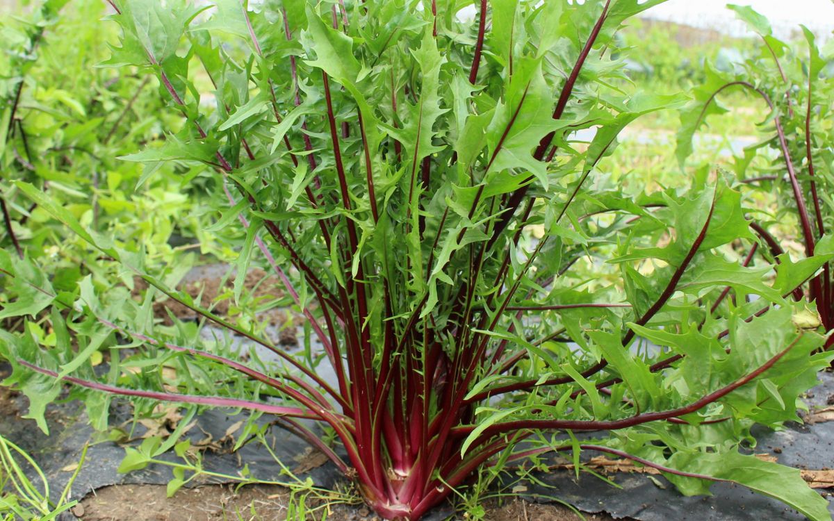 Italico a Costa Rossa