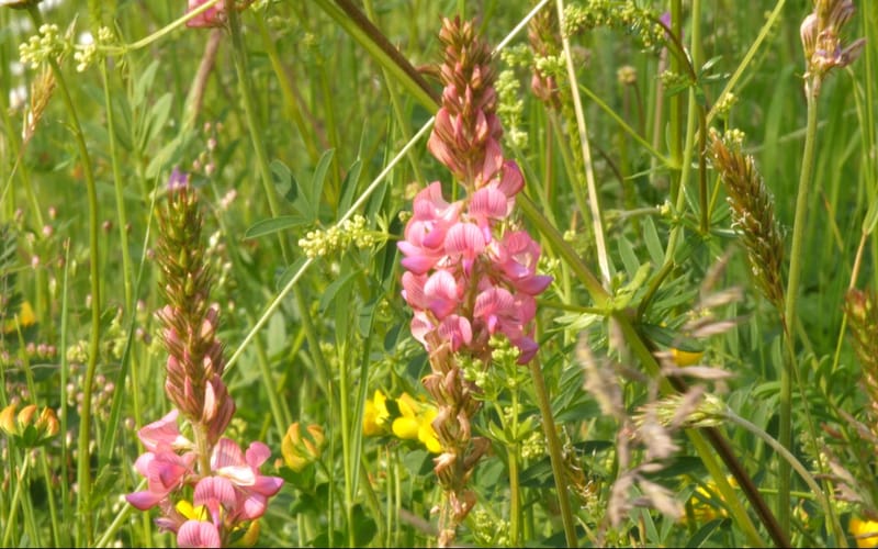 knstliche zehenngel aufkleben Knstliche Ngel - rot