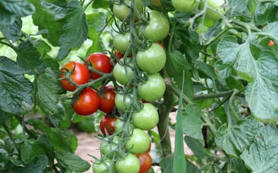 Cocktailtomate Prigobello