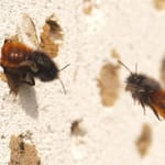 Tiere unterstützen