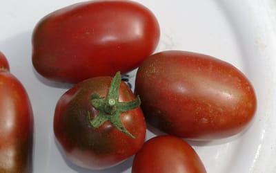 Black Plum