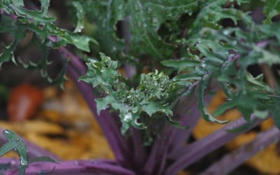 Red Russian Kale