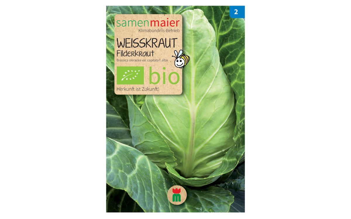 Filderkraut