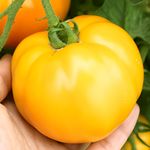 Gelbe Tomatensorten
