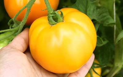 Gelbe Tomatensorten