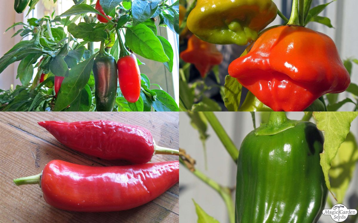 Bekannte klassische Chilisorten