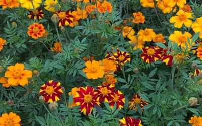 Buntblühende Tagetes Nova